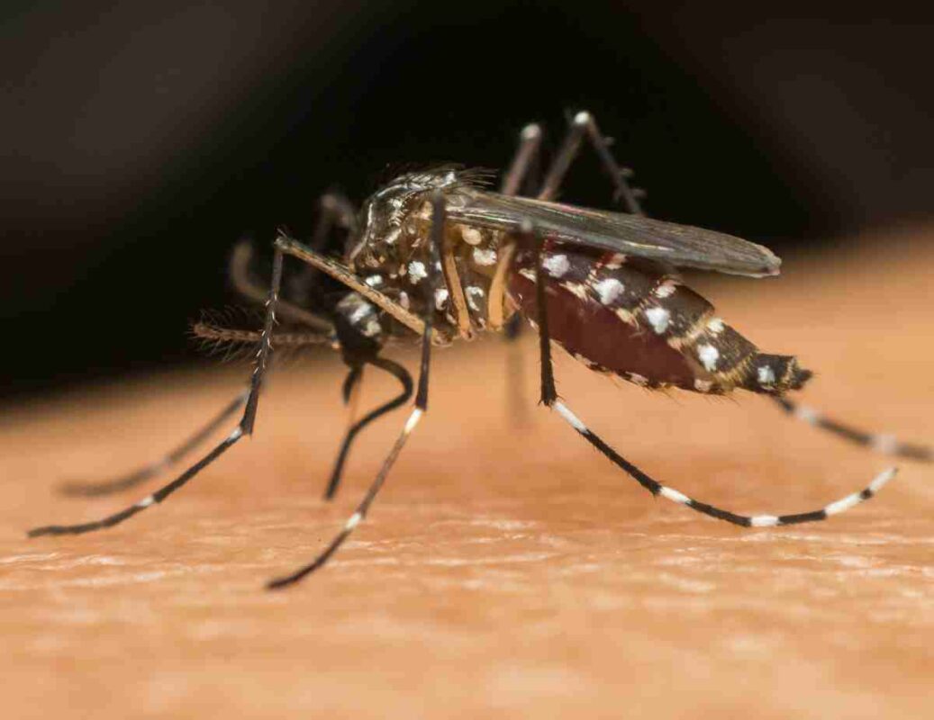 Aedes-aegypti
