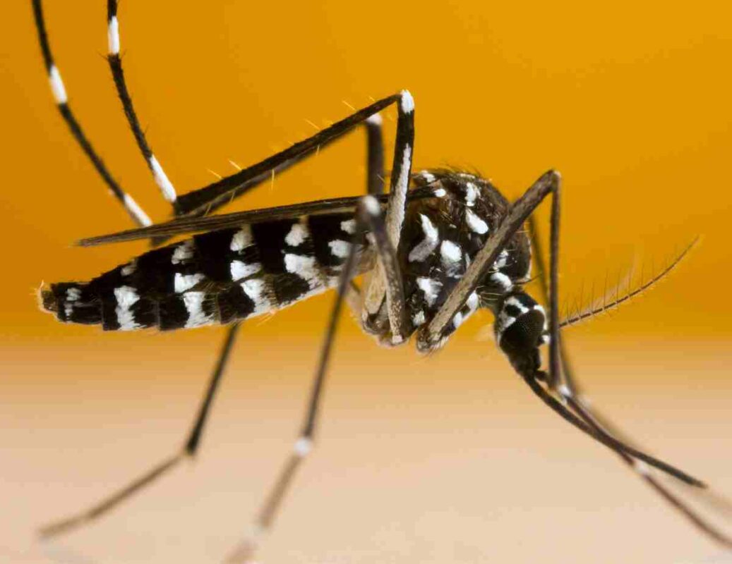 Aedes-albopictus