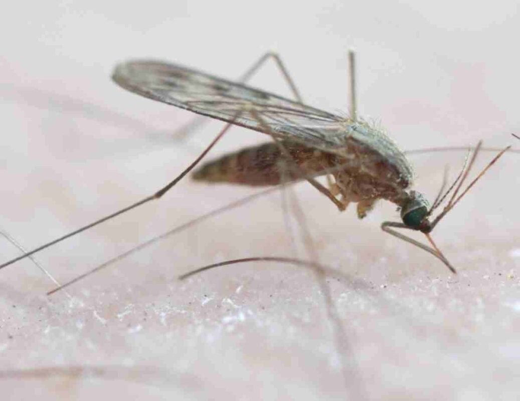 Anopheles-maculipennis