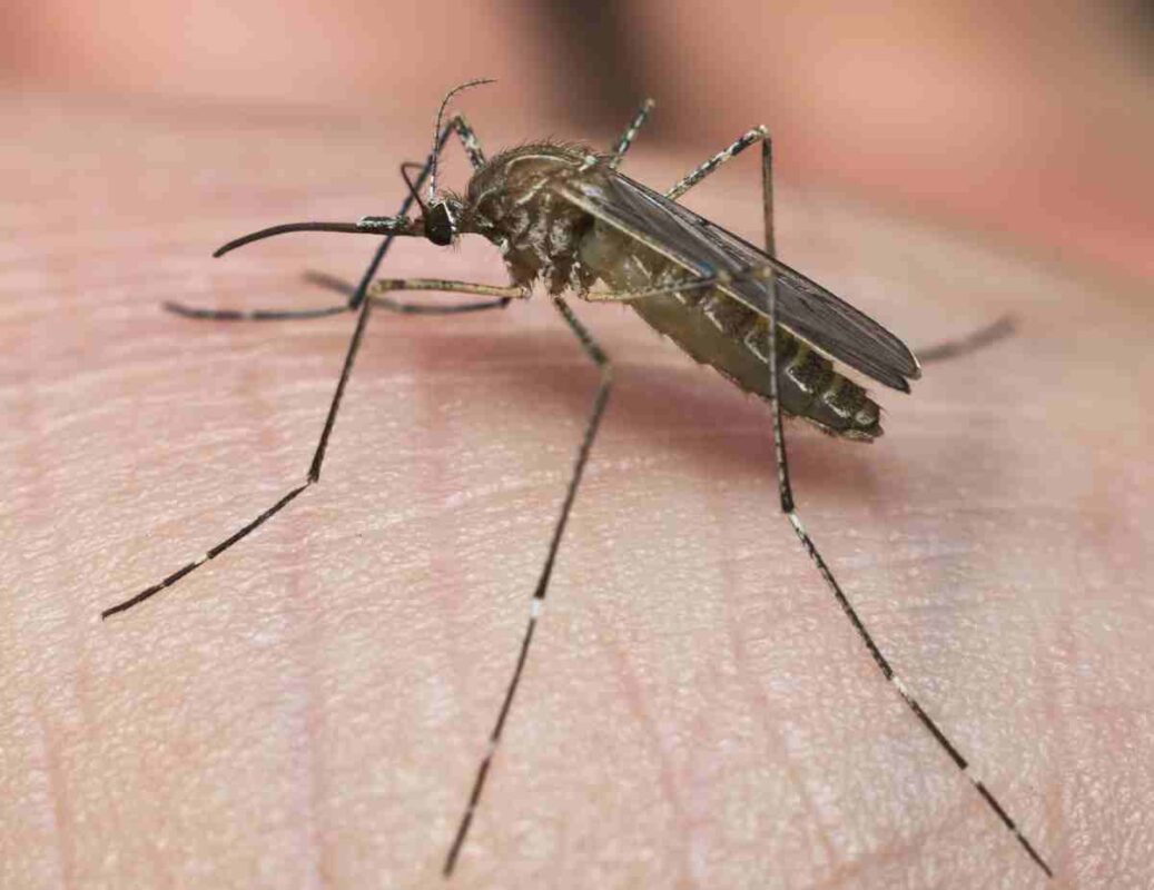 Culex-pipiens