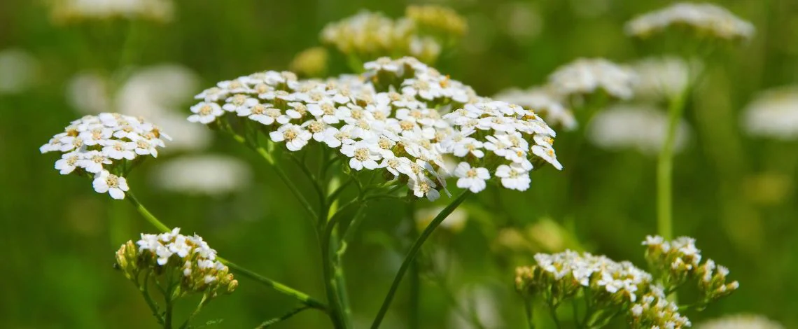 Rman-(Achillea millefolium)