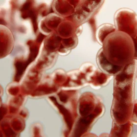 candida-albicans