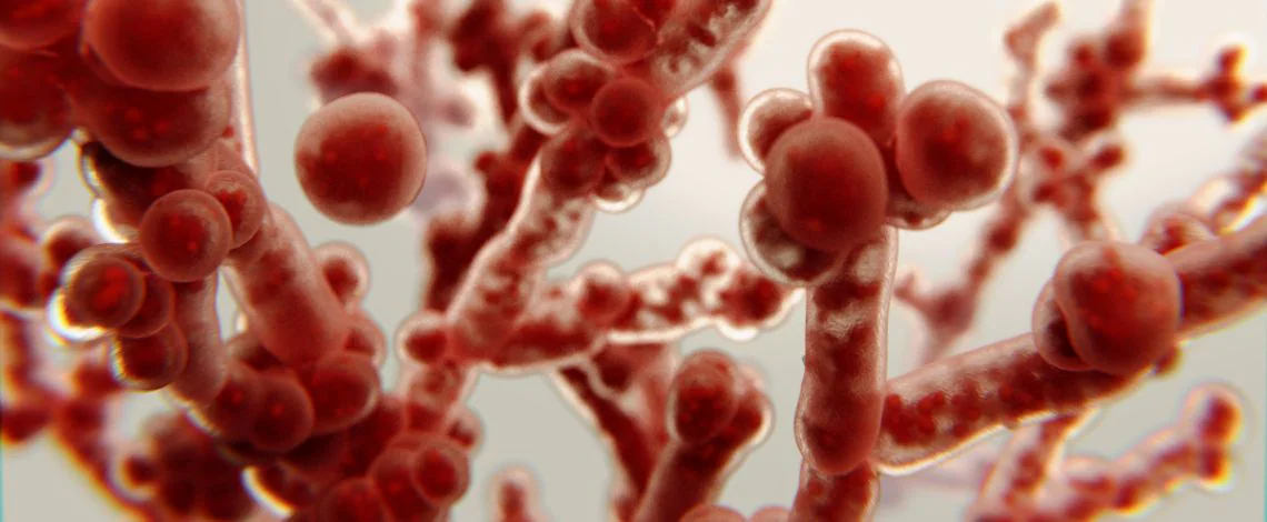 candida-albicans