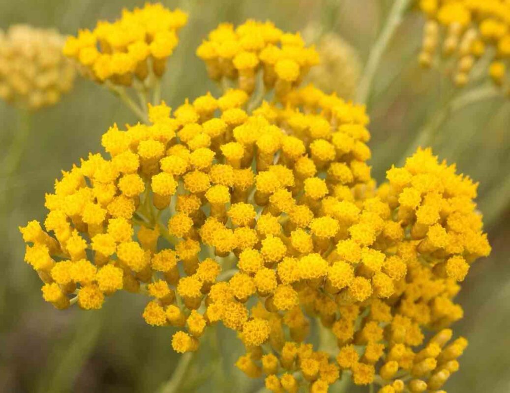 immortelle-smilj-rastlina