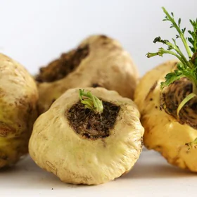 maca-kaj-je-lastnosti