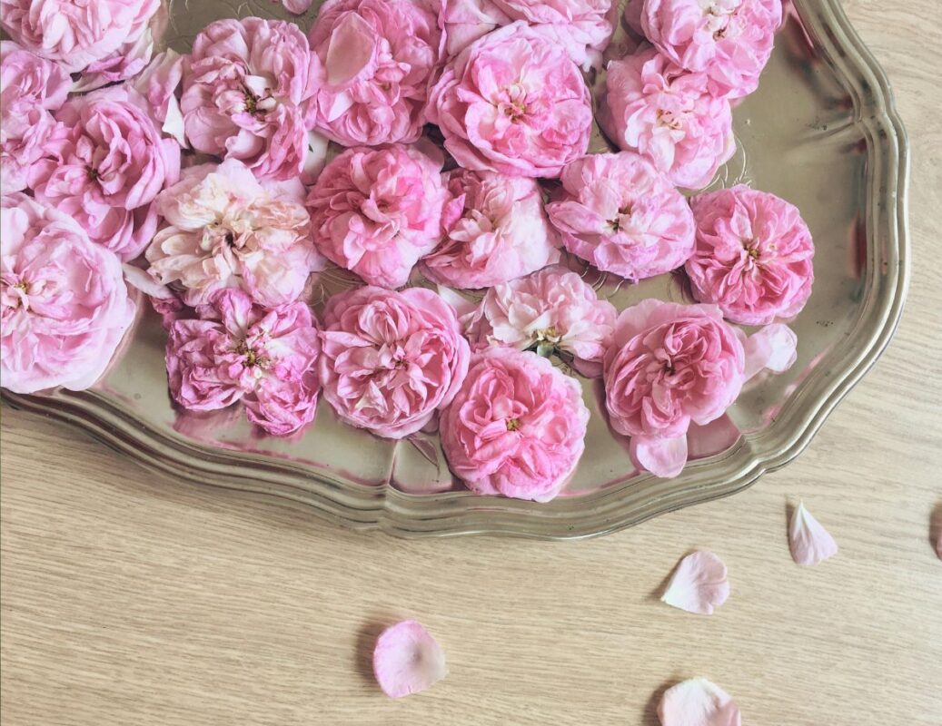 rosa-damascena-cvetovi