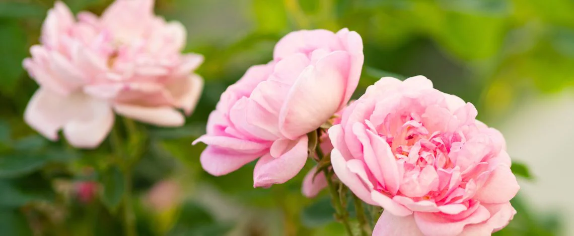 rosa-damascena-damascanska-vrtnica.jpg