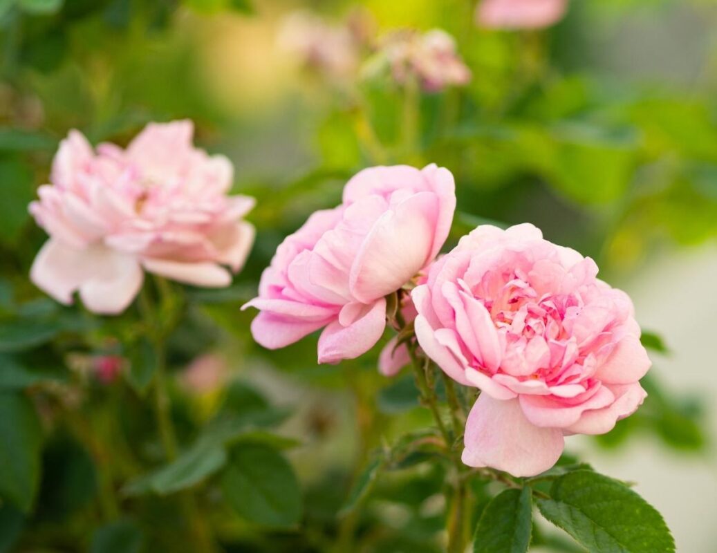 rosa-damascena