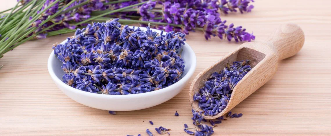 sivka-lavanda-koristi-za-zdravje